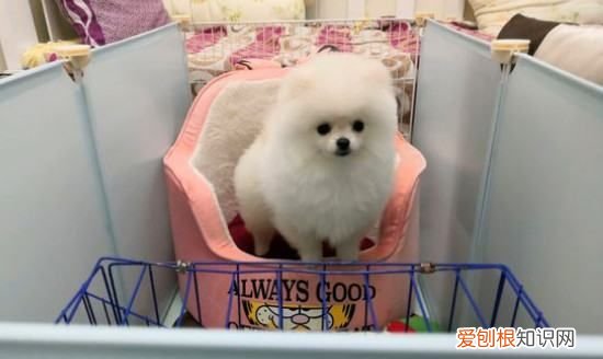 博美睡觉要特别保暖,多少温度博美犬会热