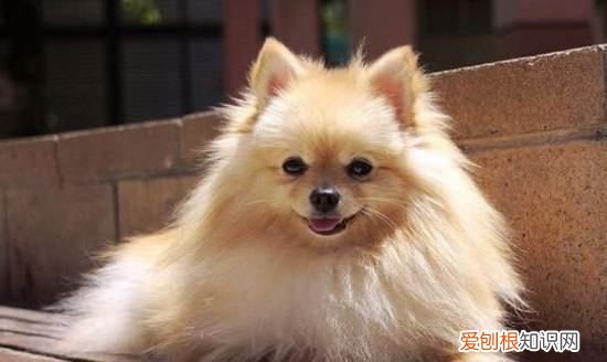 博美睡觉要特别保暖,多少温度博美犬会热