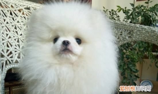 博美睡觉要特别保暖,多少温度博美犬会热