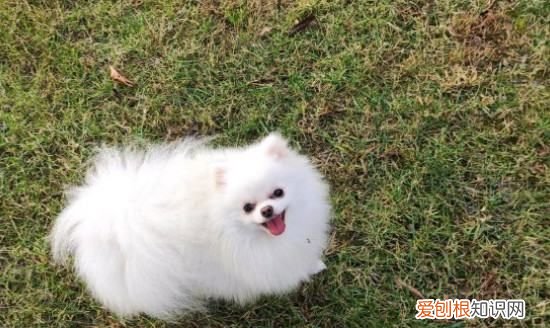 博美睡觉要特别保暖,多少温度博美犬会热