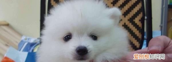 博美睡觉要特别保暖,多少温度博美犬会热