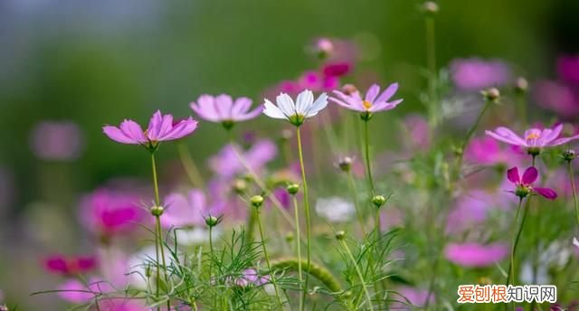 一起来打卡济南这家高颜值露营地