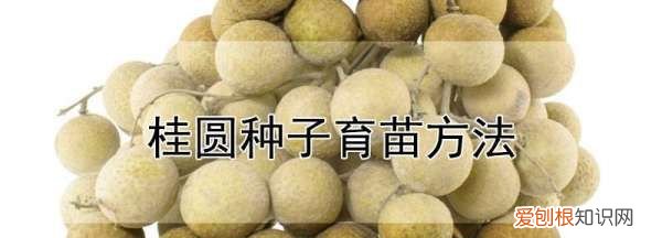 桂圆怎么种植,桂圆子发芽怎么种植