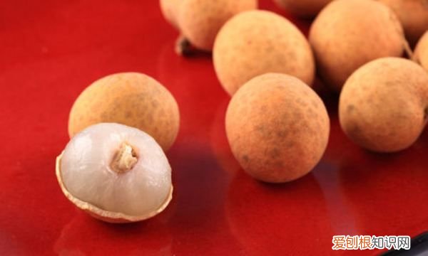 桂圆怎么种植,桂圆子发芽怎么种植