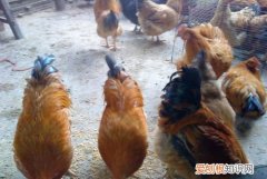 中药阉鸡方法有几种，公鸡打什么针可以变阉鸡呢