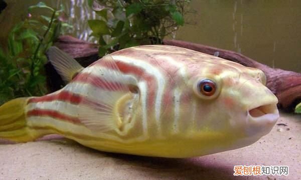 斑马狗头鱼生长速度，养斑马狗头一定要用氧