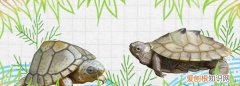 剃刀龟和麝香龟的区别