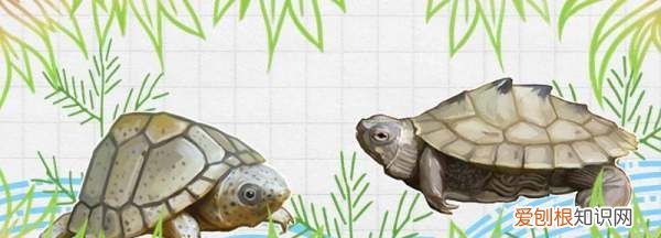 剃刀龟和麝香龟的区别