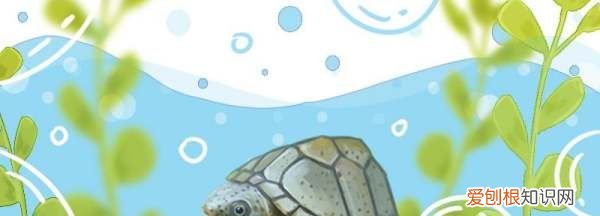 剃刀龟和麝香龟的区别