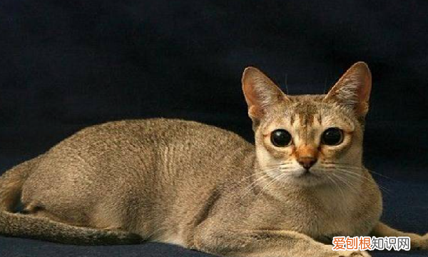 木天蓼棒猫一周用几次，木天蓼可以一直让猫玩吗