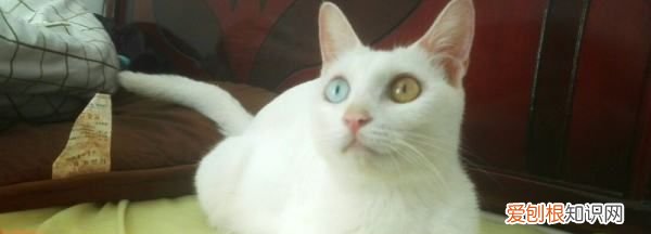 木天蓼棒猫一周用几次，木天蓼可以一直让猫玩吗