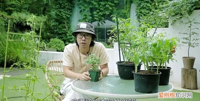 番茄也怎样才能结果结的多,番茄一年结果几次