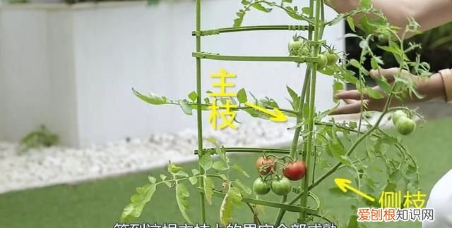 番茄也怎样才能结果结的多,番茄一年结果几次