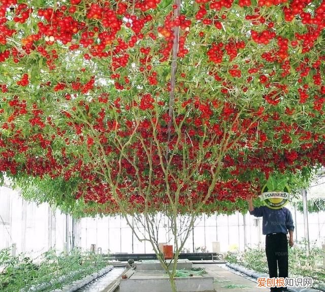 番茄也怎样才能结果结的多,番茄一年结果几次