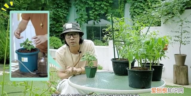 番茄也怎样才能结果结的多,番茄一年结果几次