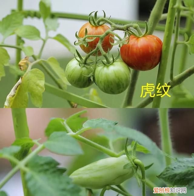 番茄也怎样才能结果结的多,番茄一年结果几次