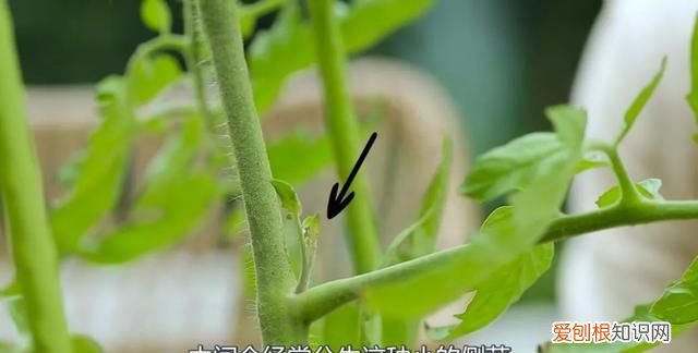 番茄也怎样才能结果结的多,番茄一年结果几次