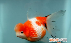 养金鱼有什么注意事项，养金鱼的注意事项和饲养方法PPT