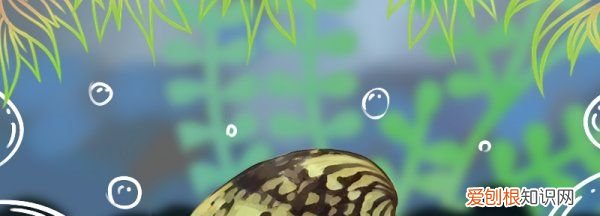 鲍鱼如何繁殖,什么血型人长命