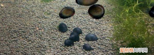 鲍鱼如何繁殖,什么血型人长命