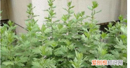 艾草有几种有什么区别,艾草有几种品种图片大全