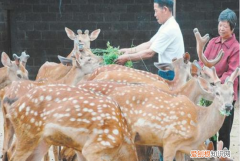 养鹿需要什么手续，养鹿的利润与成本,养鹿的风险大吗