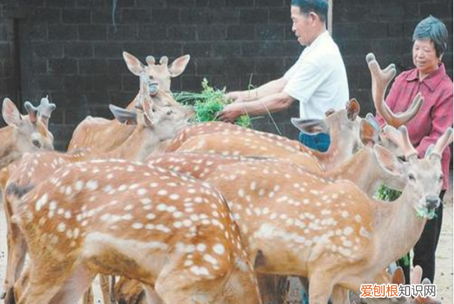 养鹿需要什么手续,养鹿的利润与成本,养鹿的风险大吗