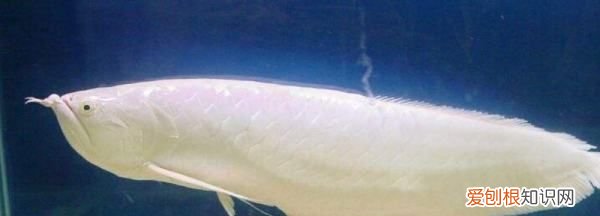 养龙鱼需要注意什么，龙鱼的养殖方法和注意事项