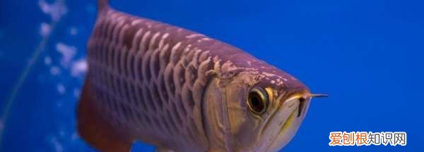 养龙鱼需要注意什么，龙鱼的养殖方法和注意事项