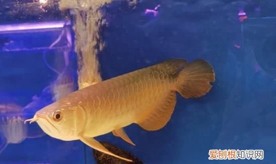 养龙鱼需要注意什么，龙鱼的养殖方法和注意事项