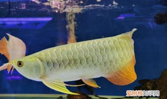 养龙鱼需要注意什么，龙鱼的养殖方法和注意事项