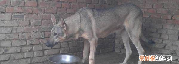 狼青几个月开始认主，狼青的生长期是多长时间