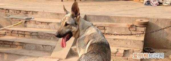 狼青几个月开始认主，狼青的生长期是多长时间