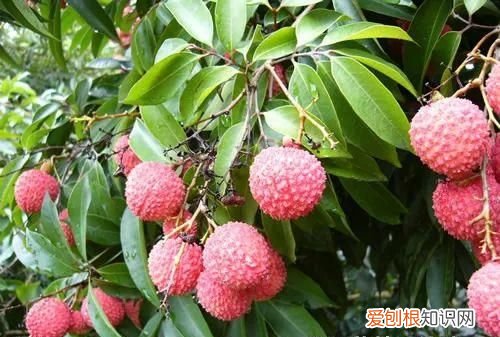 来为医学献身吧！为了留核做实验，高校召集师生吃800斤荔枝