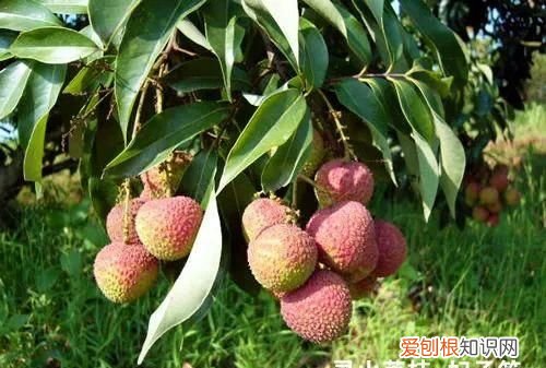 来为医学献身吧！为了留核做实验，高校召集师生吃800斤荔枝