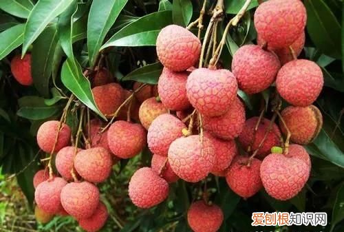 来为医学献身吧！为了留核做实验，高校召集师生吃800斤荔枝