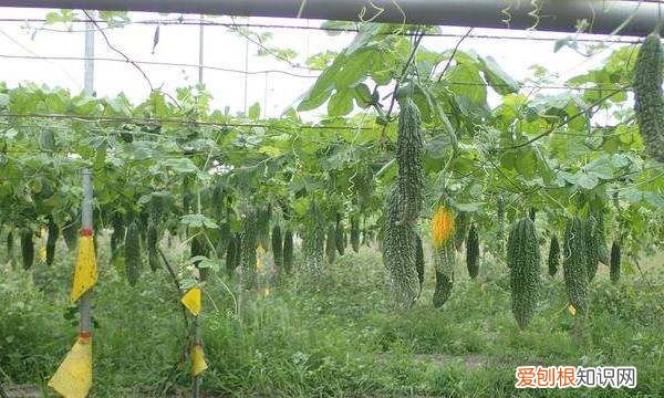 苦瓜怎么种植和管理，苦瓜的种植方法和高产技术