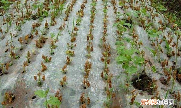 苦瓜怎么种植和管理，苦瓜的种植方法和高产技术