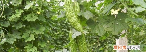 苦瓜怎么种植和管理,苦瓜的种植方法和高产技术