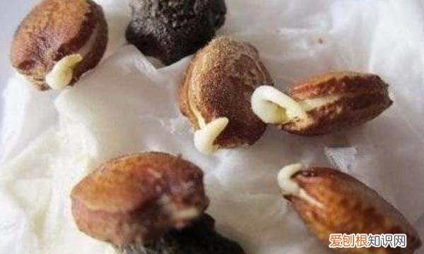 苦瓜怎么种植和管理,苦瓜的种植方法和高产技术