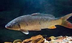 锦鲤低于多少度不喂，锦鲤鱼最适应的温度是多少