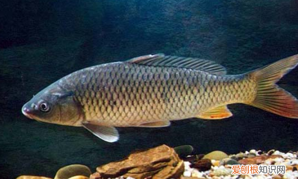 锦鲤低于多少度不喂，锦鲤鱼最适应的温度是多少