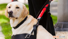 导盲犬怎么知道主人要去哪，导盲犬怎么知道主人要去的路线呢