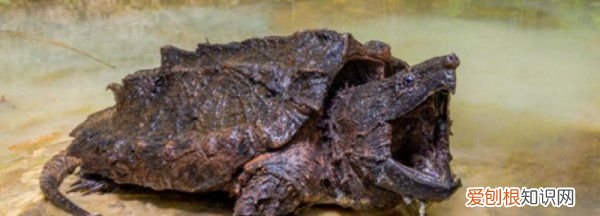 养鳄鱼有什么忌讳，鳄鱼忌讳什么颜色?