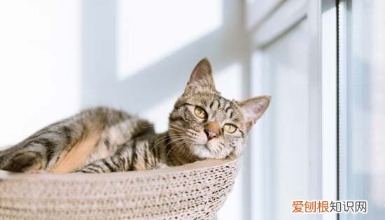 ?四个月猫咪多重，四个月的猫咪多少斤