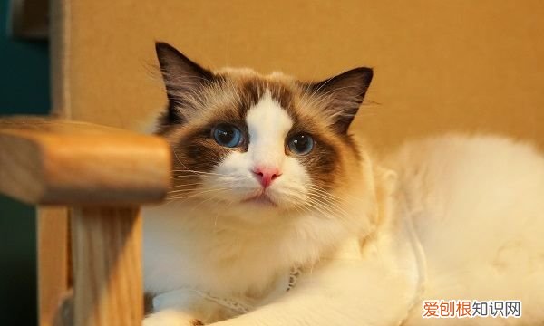 ?四个月猫咪多重，四个月的猫咪多少斤