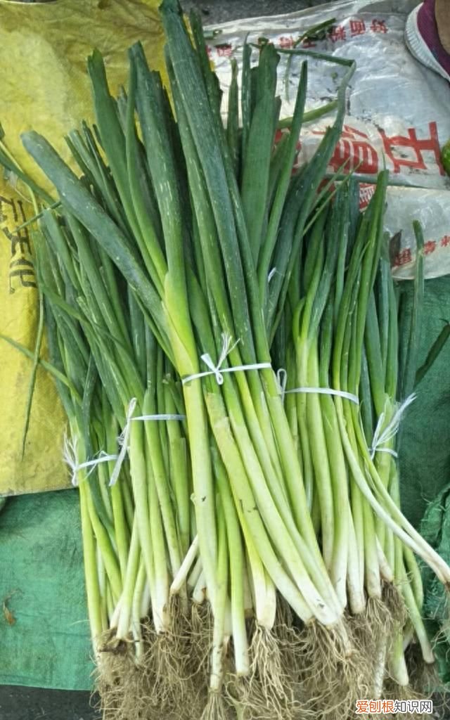 老家22天没下雨，豆角、茄子更好吃了，大葱更辣了，这怎么回事？