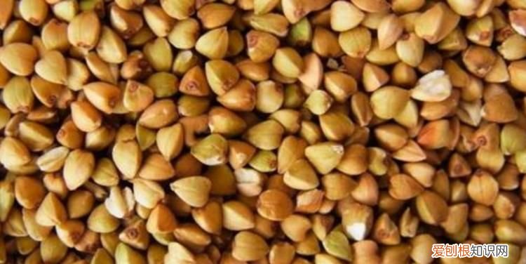 乌麦是什么，乌麦米是什么