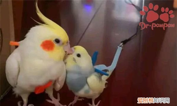 玄凤鹦鹉幼鸟怎么喂养,玄凤鹦鹉刚出壳怎么喂视频