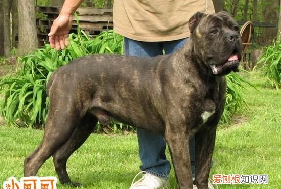 狗狗发烧了吃什么食物,感冒发热能吃狗肉卡斯罗犬吃什么食物好